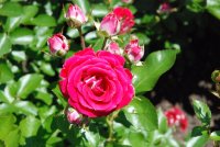 ruby-ice2