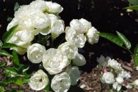 snow-white