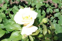 sunny-sky