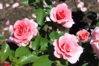 tickled-pink