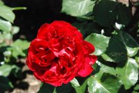 traviata