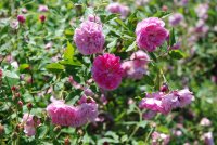 caldwel-pink