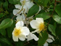 rosa-brunonii-1a.jpg