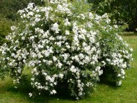 rosa-brunonii-2a.jpg
