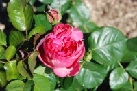 pink-traviata