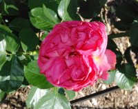 pink-traviata2