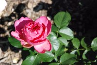 pink-traviata3
