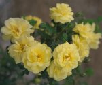 harisons-yellow.jpg