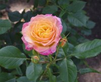 gartenspas