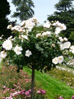 shropsire-lass-1a.jpg