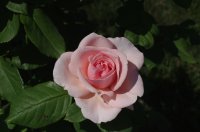 maxima-romantica2