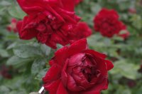 jugendliebe_0