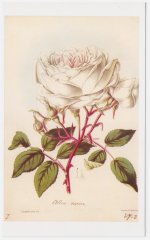 alba-rosea