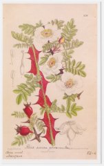 rosa-sericea-ptercanta