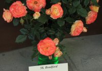 bradford8