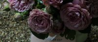 lavender-ice