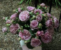 lavender-ice2