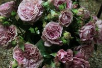 lavender-ice3