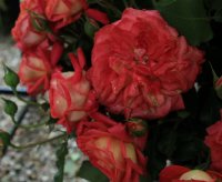 midsummer1