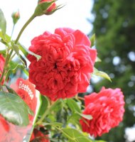 out-of-rosenheim