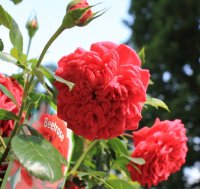 out-of-rosenheim6