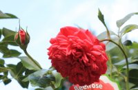 out-of-rosenheim7