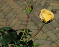 rose-der-hoffnung