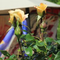 rose-der-hoffnung2