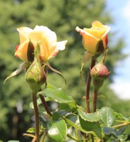 rose-der-hoffnung3