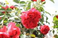 roter-drach