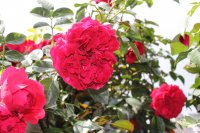 roter-drache-a