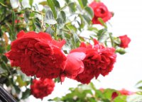 roter-drache-c