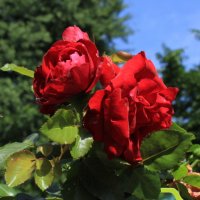 roter-drache