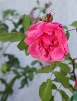 morden-ruby