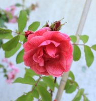 morden-ruby2