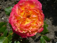 gartenspas-rose-a.jpg