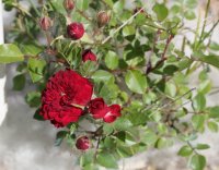 my-valentine4