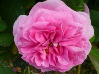 gertrude-jekyll-a.jpg