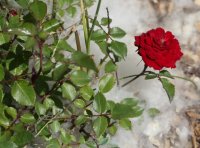 my-valentine5