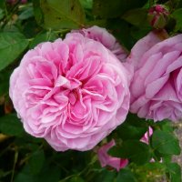 gertrude-jekyll1.jpg