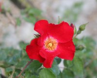 rote-max-graf