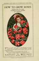 american-pillar-am-rose-ann-1916