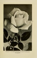 americanroseannu1916-countess-clanwilliam