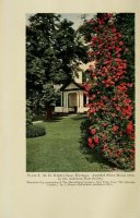 excelsa-americanroseannu1916