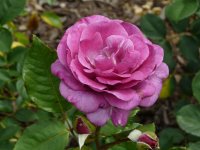 violette-parfumee-dorient