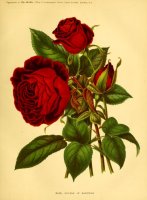 sultan-of-zanzibar-gardenillustrate91876lond_0183