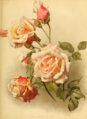anna-olivier