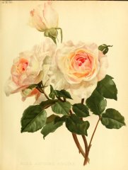 antoine-rivoire