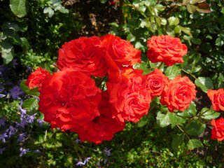 red-diadem-a.jpg