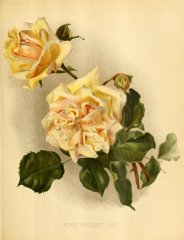bouquet-dor